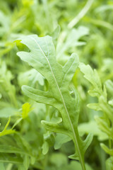 fesh roquette/rucola/wild rocket / (type of lettuce) in a glasshouse