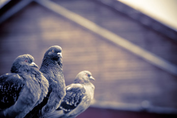 Curious Urban Pigeons Retro