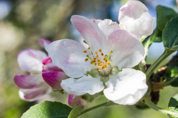 Obraz premium apple flowers - flowers of fruit trees - apple and pear on a background of green and sky