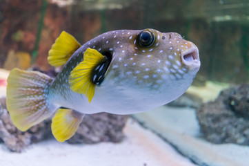Pufferfish in aquarium. © vchalup