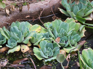 Obraz premium Decorative water cabbage in pond