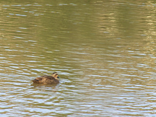 Pacific Black Duck swimming