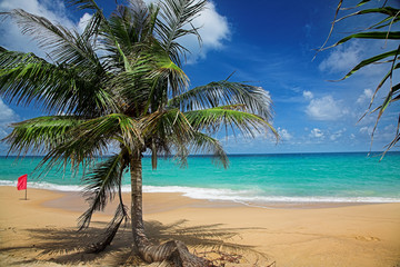 Palm tree and red flag on the sea beach.