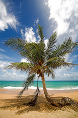 Fototapeta na wymiar Palm tree on the sea beach.