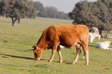 Fototapeta na wymiar Beef cows grazing in the pastures of Extremadura