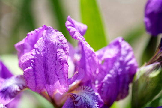violet iris flower closeup sunny day  background