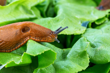 Schnecke mit Salatblatt