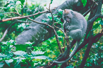 Naklejka na ściany i meble Monkey sitting on a branch