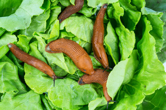 Schnecke mit Salatblatt