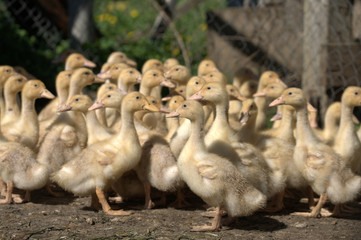 Птенцы гусей
