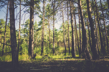 Fototapeta na wymiar Pine Forest in the Morning Filtered
