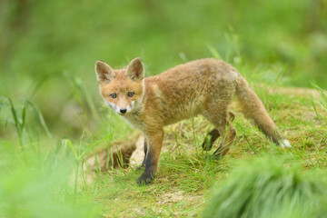 Naklejka na ściany i meble Rotfuchs Fuchs Welpe - fox red fox