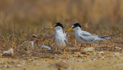 The family of Little tern(Sternula albifrons) in real nature in Thailand