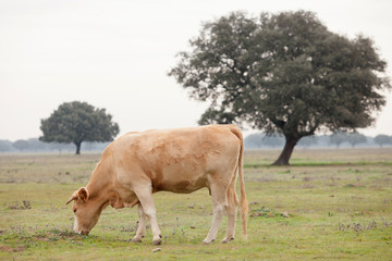 Beef cows grazing in the pastures of Extremadura