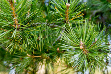 Pine Trees in the Morning