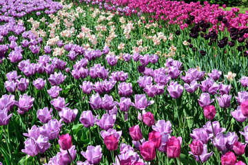 Obraz premium purple, pink, purple, white tulips background