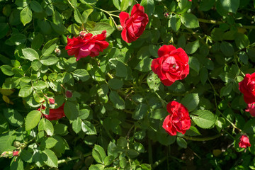 Red Climbing Rose