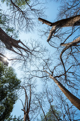 Sun rays shining through trees ,nature background