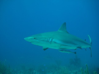 Karibischer Riffhai
