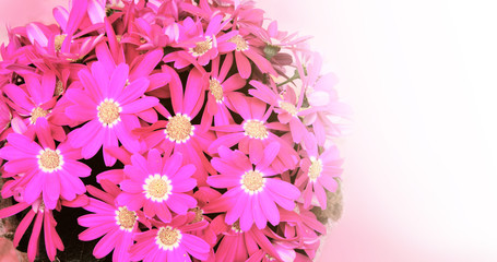 Beautiful flowers on pink background