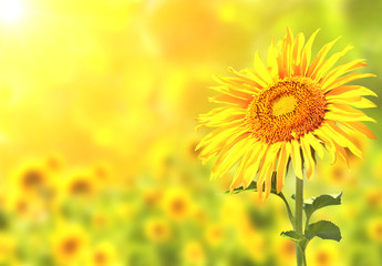 Obraz na płótnie Canvas Sunflowers on blurred sunny background