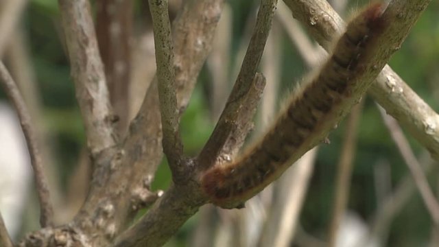 chenille marron &agrave; poils long descent branche