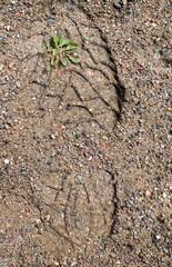 The imprint of shoes on gravel and grass oppressed
