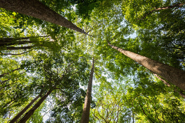 Fototapeta premium forest trees. nature green wood sunlight backgrounds.