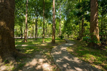 Walkway Lane Path With Green Trees in park.