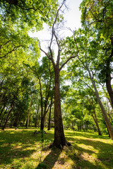 Sun rays shining through trees ,nature background