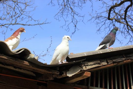 Drei Tauben - darunter eine weiße Friedenstaube - auf einem Dach (Brieftauben)