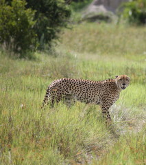 Cheetah Botswana Africa savannah wild animal picture; 