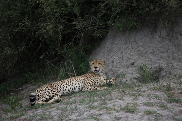 Fototapeta na wymiar Cheetah Botswana Africa savannah wild animal picture; 