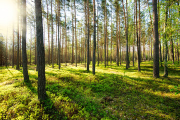 Fototapeta premium fresh spring fine forest at sunny day