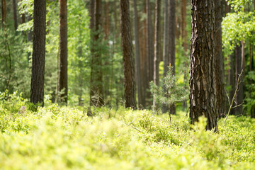 spring fresh pine forest background