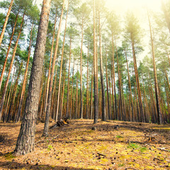 fresh spring fine forest at sunny day