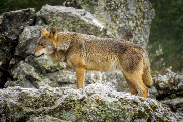Wet Canis Lupus Signatus watching over rocks while raining