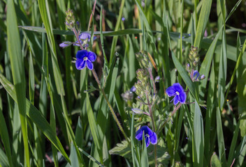 Purple flower in the field
