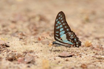 A close-up of Beauty butterfly resting on ground,Butterfly of Th