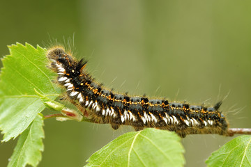 Euthrix potatoria, the drinker