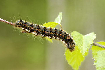 Fototapeta premium Euthrix potatoria, the drinker