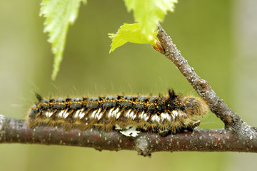 Euthrix potatoria, the drinker