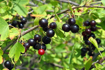 Black fruits of jostaberry