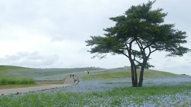 Ibaraki, Japan - May 11, 2016 : The Tree and Nemophila at Hitachi Seaside Park in spring with blue sky at Ibaraki, Japan
