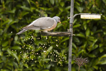 Wood pigeon feeding from garden bird feeder.
