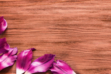  petals of tulip on the wooden background