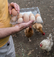 Farmer in the poultry yard