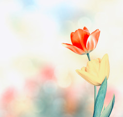 Spring landscape. beautiful spring flowers tulip