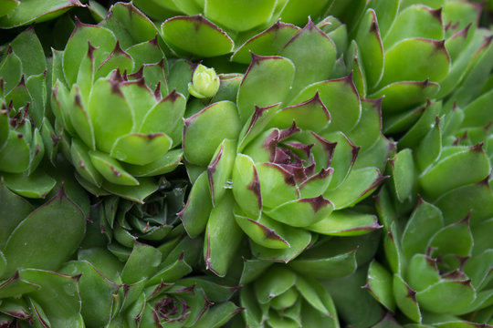 Houseleek closeup