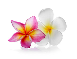 Tropical flowers frangipani (plumeria) isolated on white backgro
